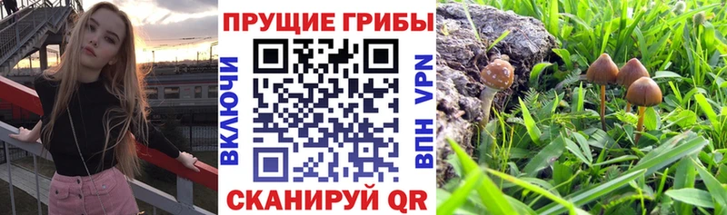 купить наркоту  Белинский  Галлюциногенные грибы прущие грибы 